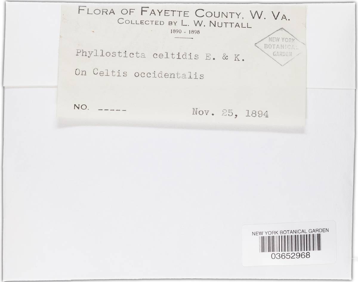 Phyllosticta celtidis image