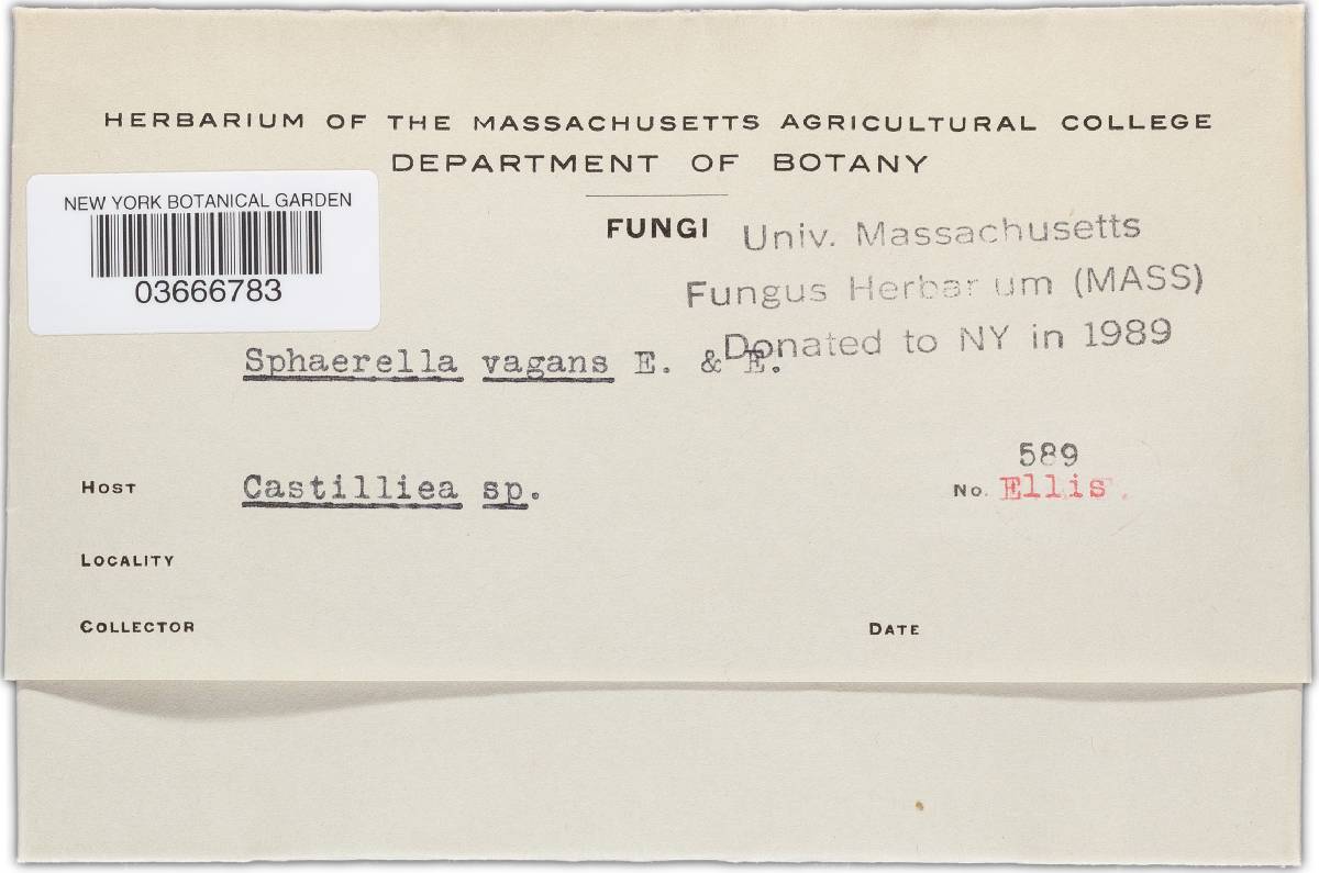 Mycosphaerella vagans image