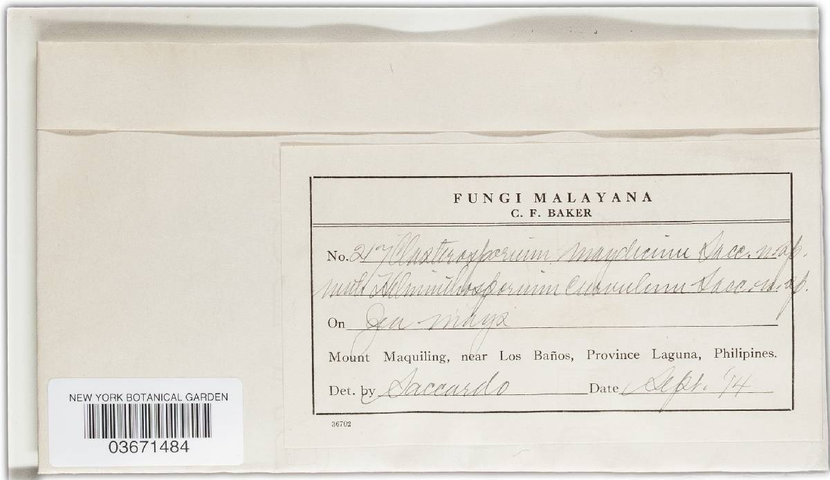 Pithomyces maydicus image