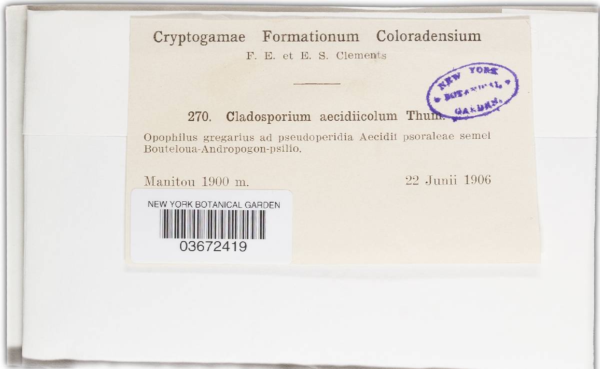 Cladosporium aecidiicola image