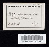 Suillus americanus image