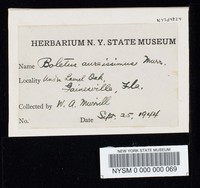 Boletus aureissimus image