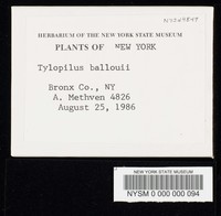 Gyroporus ballouii image