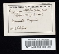 Heimioporus betula image