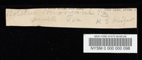 Heimioporus betula image