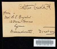 Boletochaete bicolor image