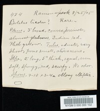 Boletochaete bicolor image