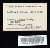 Suillus brevipes image