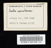 Suillus caerulescens image