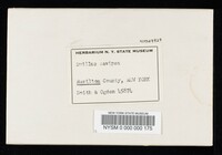 Suillus cavipes image