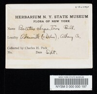 Boletus chrysenteron image