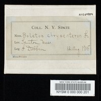 Boletus chrysenteron image