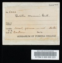 Boletus chrysenteron image