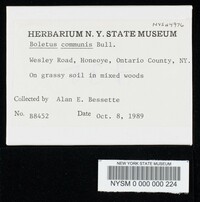 Boletus chrysenteron image