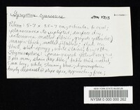 Gyroporus cyanescens image