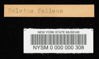 Tylopilus felleus image
