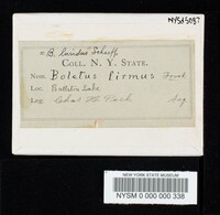 Boletus firmus image