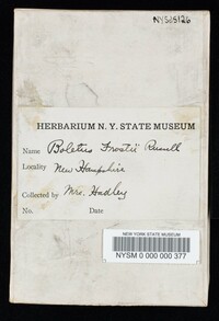 Boletus frostii image