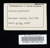 Suillus grevillei image