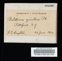 Boletinus grisellus image