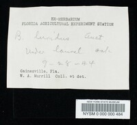 Boletus luridus image