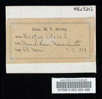 Suillus luteus image