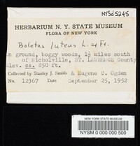 Suillus luteus image
