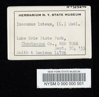 Suillus luteus image
