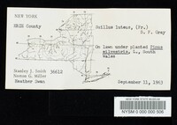 Suillus luteus image