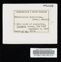 Boletinellus merulioides image