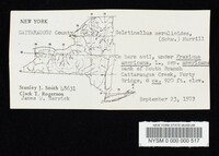 Boletinellus merulioides image
