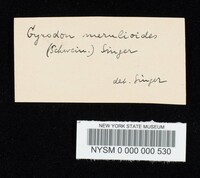 Boletinellus merulioides image
