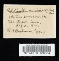 Boletinellus merulioides image