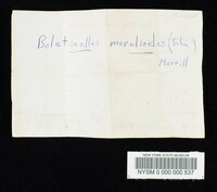 Boletinellus merulioides image