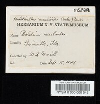 Boletinellus merulioides image