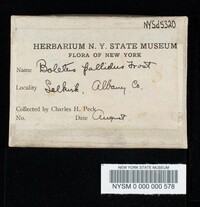 Boletus pallidus image