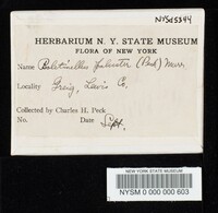 Boletus paluster image