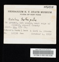Suillus pictus image