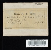 Pulveroboletus ravenelii image