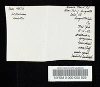 Leccinum snellii image