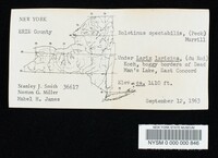 Boletus spectabilis image