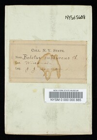 Boletus subaureus image