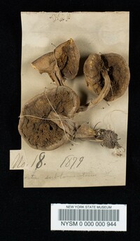 Boletus subtomentosus image