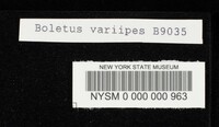 Boletus variipes image