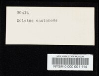 Gyroporus castaneus image
