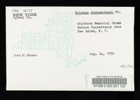 Boletus chrysenteron image
