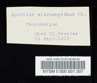 Agaricus micromegethus image