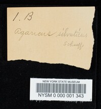 Agaricus silvaticus image