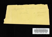 Agaricus pusillus image