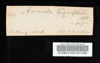 Amanita lignophila image